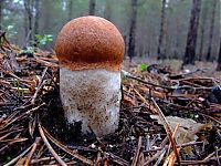 World & Travel: mushrooms