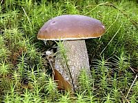 Trek.Today search results: mushrooms