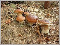World & Travel: mushrooms