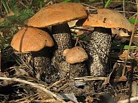 Trek.Today search results: mushrooms