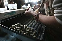 World & Travel: Production of cannabis cigarettes, Marin County, California, United States