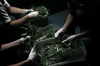 World & Travel: Production of cannabis cigarettes, Marin County, California, United States