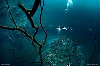 Trek.Today search results: Underwater river, Cenote Angelita, Mexico