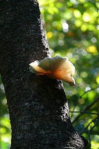 Trek.Today search results: Stone Forest in Madagascar, Manambulu - Bemaraha