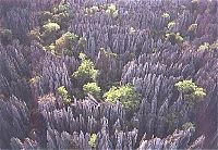 Stone Forest in Madagascar, Manambulu - Bemaraha