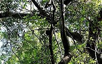 Trek.Today search results: Stone Forest in Madagascar, Manambulu - Bemaraha