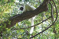 Trek.Today search results: Stone Forest in Madagascar, Manambulu - Bemaraha