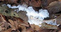 World & Travel: Tree with white hair (ice)