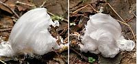 World & Travel: Tree with white hair (ice)