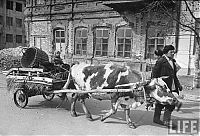 World & Travel: History: Staligrad in 1947