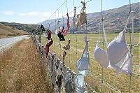 World & Travel: Bra fence, idea by John Lee, 66-year-old farmer, New Zealand