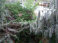 Trek.Today search results: The abandoned water park in Walt Disney World, United States