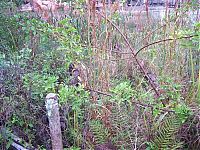 World & Travel: The abandoned water park in Walt Disney World, United States