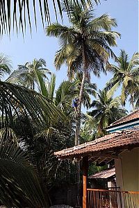 Trek.Today search results: Nutting coconuts, Goa, Panaji, India