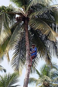 Trek.Today search results: Nutting coconuts, Goa, Panaji, India