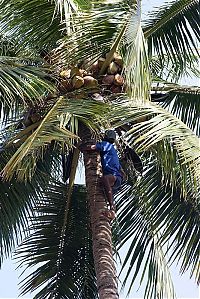 Trek.Today search results: Nutting coconuts, Goa, Panaji, India