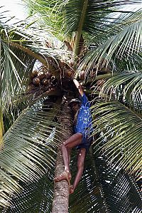 Trek.Today search results: Nutting coconuts, Goa, Panaji, India