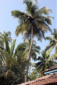 World & Travel: Nutting coconuts, Goa, Panaji, India