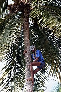 Trek.Today search results: Nutting coconuts, Goa, Panaji, India