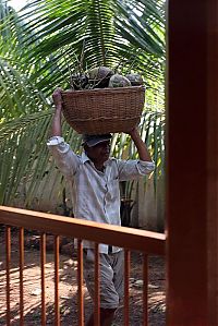 World & Travel: Nutting coconuts, Goa, Panaji, India