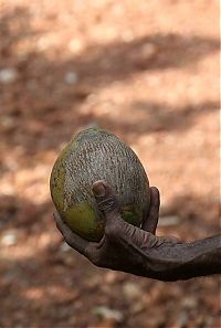 World & Travel: Nutting coconuts, Goa, Panaji, India