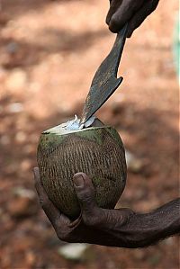 World & Travel: Nutting coconuts, Goa, Panaji, India