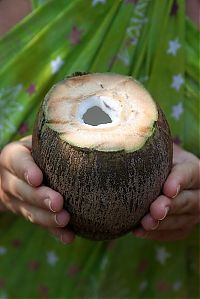 World & Travel: Nutting coconuts, Goa, Panaji, India