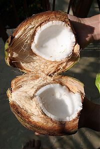 Trek.Today search results: Nutting coconuts, Goa, Panaji, India