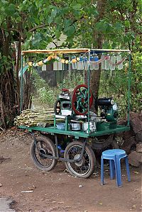 World & Travel: Nutting coconuts, Goa, Panaji, India