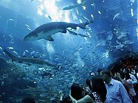 Trek.Today search results: Aquarium springs a leak in Dubai Mall, United Arab Emirates