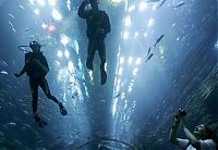 Trek.Today search results: Aquarium springs a leak in Dubai Mall, United Arab Emirates