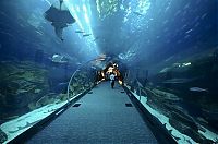 World & Travel: Aquarium springs a leak in Dubai Mall, United Arab Emirates