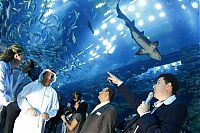 Trek.Today search results: Aquarium springs a leak in Dubai Mall, United Arab Emirates