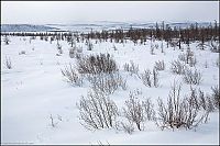 Trek.Today search results: Yamal Peninsula, Siberia, Russia