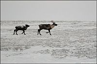 Trek.Today search results: Yamal Peninsula, Siberia, Russia