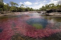 Trek.Today search results: Caño Cristales, The River of Five Colors, Serrania de la Macarena, Meta, Colombia