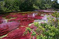 Trek.Today search results: Caño Cristales, The River of Five Colors, Serrania de la Macarena, Meta, Colombia