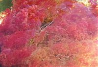 World & Travel: Caño Cristales, The River of Five Colors, Serrania de la Macarena, Meta, Colombia