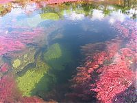 World & Travel: Caño Cristales, The River of Five Colors, Serrania de la Macarena, Meta, Colombia