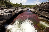 Trek.Today search results: Caño Cristales, The River of Five Colors, Serrania de la Macarena, Meta, Colombia