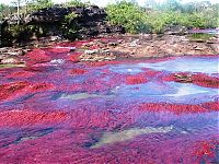 Trek.Today search results: Caño Cristales, The River of Five Colors, Serrania de la Macarena, Meta, Colombia