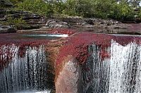 Trek.Today search results: Caño Cristales, The River of Five Colors, Serrania de la Macarena, Meta, Colombia