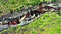 Trek.Today search results: Caño Cristales, The River of Five Colors, Serrania de la Macarena, Meta, Colombia