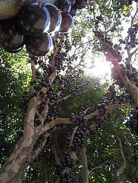 Trek.Today search results: Jabuticaba - tree with fruits on its trunk, Paraguay