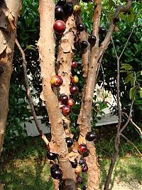 Trek.Today search results: Jabuticaba - tree with fruits on its trunk, Paraguay