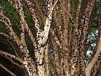 Trek.Today search results: Jabuticaba - tree with fruits on its trunk, Paraguay