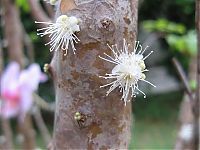 Trek.Today search results: Jabuticaba - tree with fruits on its trunk, Paraguay