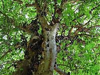 Trek.Today search results: Jabuticaba - tree with fruits on its trunk, Paraguay