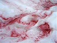 World & Travel: Watermelon snow, California