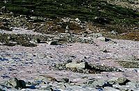 Trek.Today search results: Watermelon snow, California